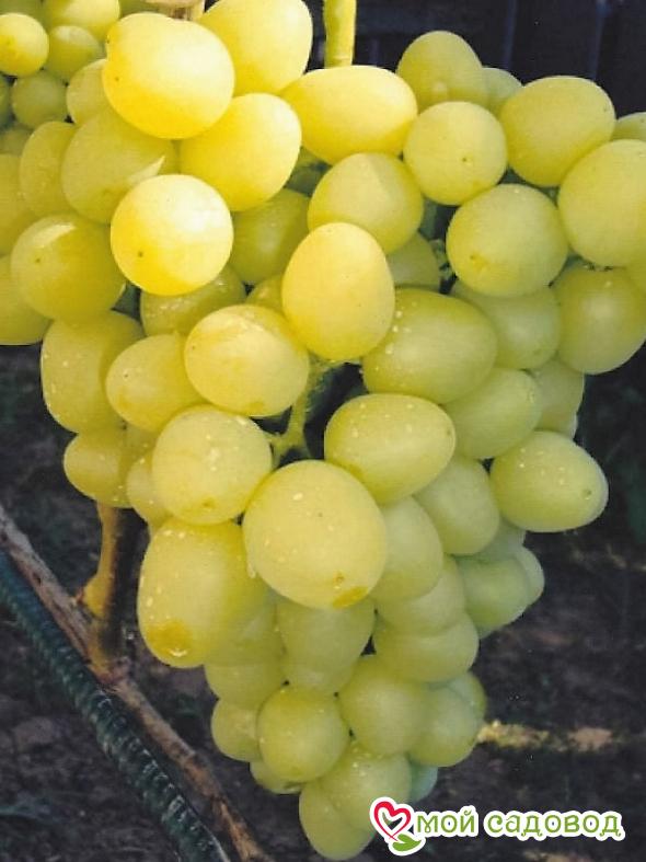 Виноград Мускат Лакомка