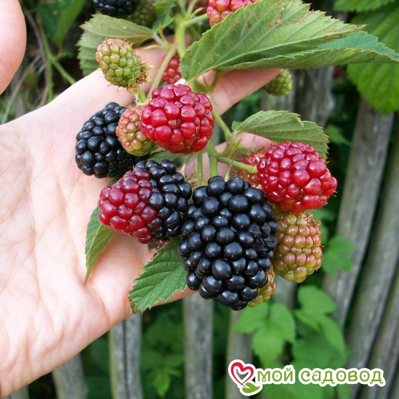 Ежевика "Блэк Сатин"