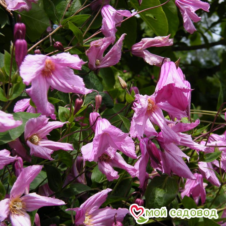 Клематис Аленушка ЗКС