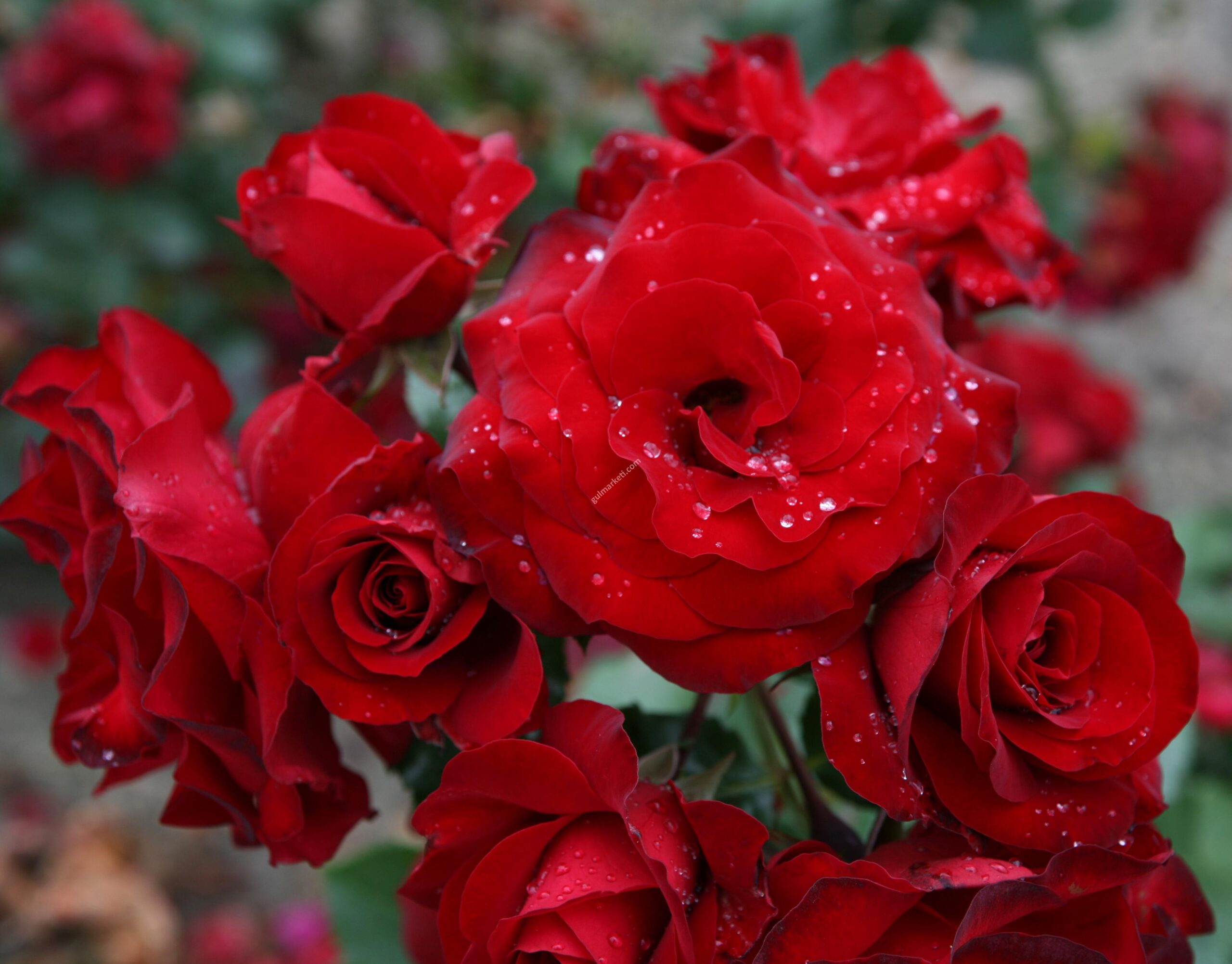 Роза Ротер Драх (Красный Дракон)