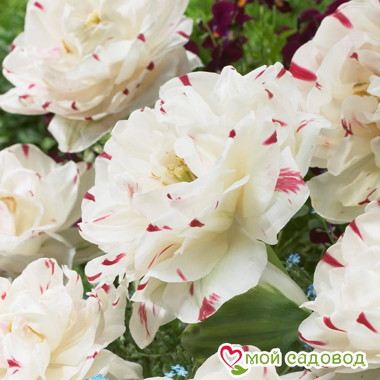 Тюльпан махровый Дэнс Лайн