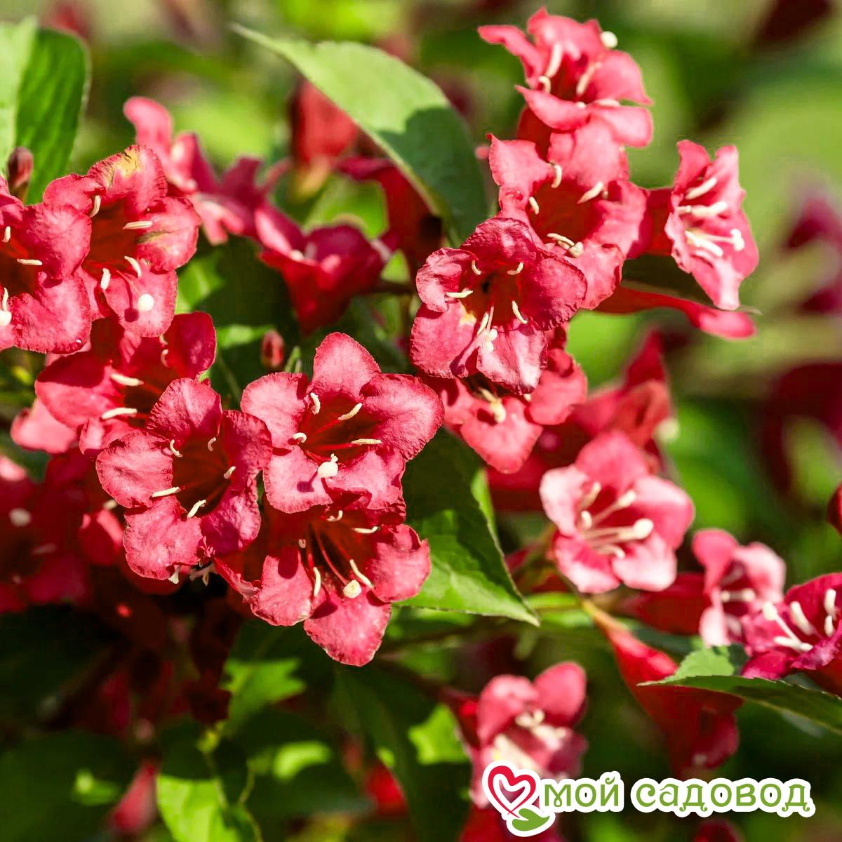 Вейгела цветущая "Бристоль Руби"