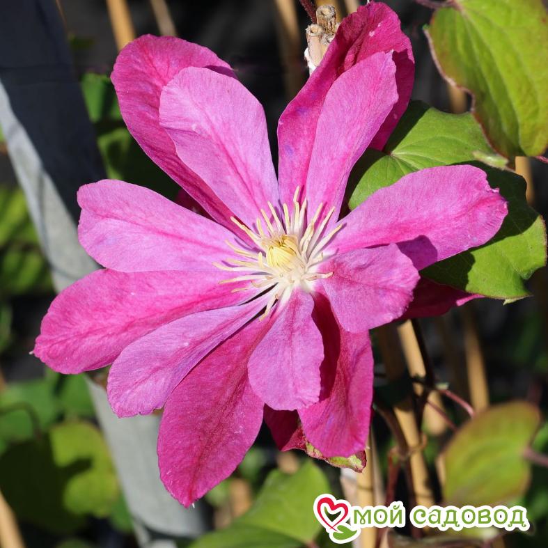 Клематис РЕД СТАР