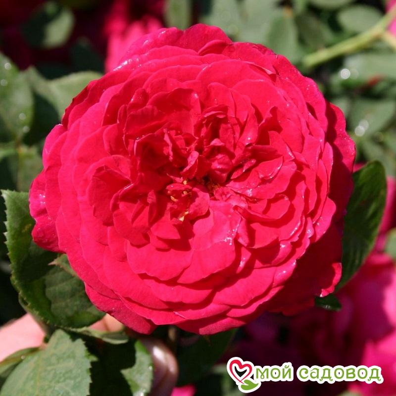 Роза Тесс оф зе Дэрбервилль