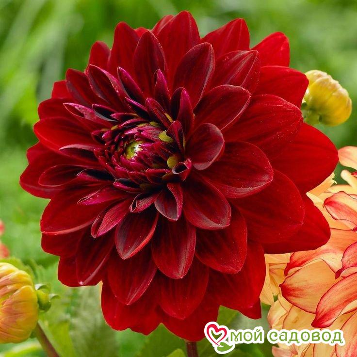 Георгина МИНГУС АЛЕКС