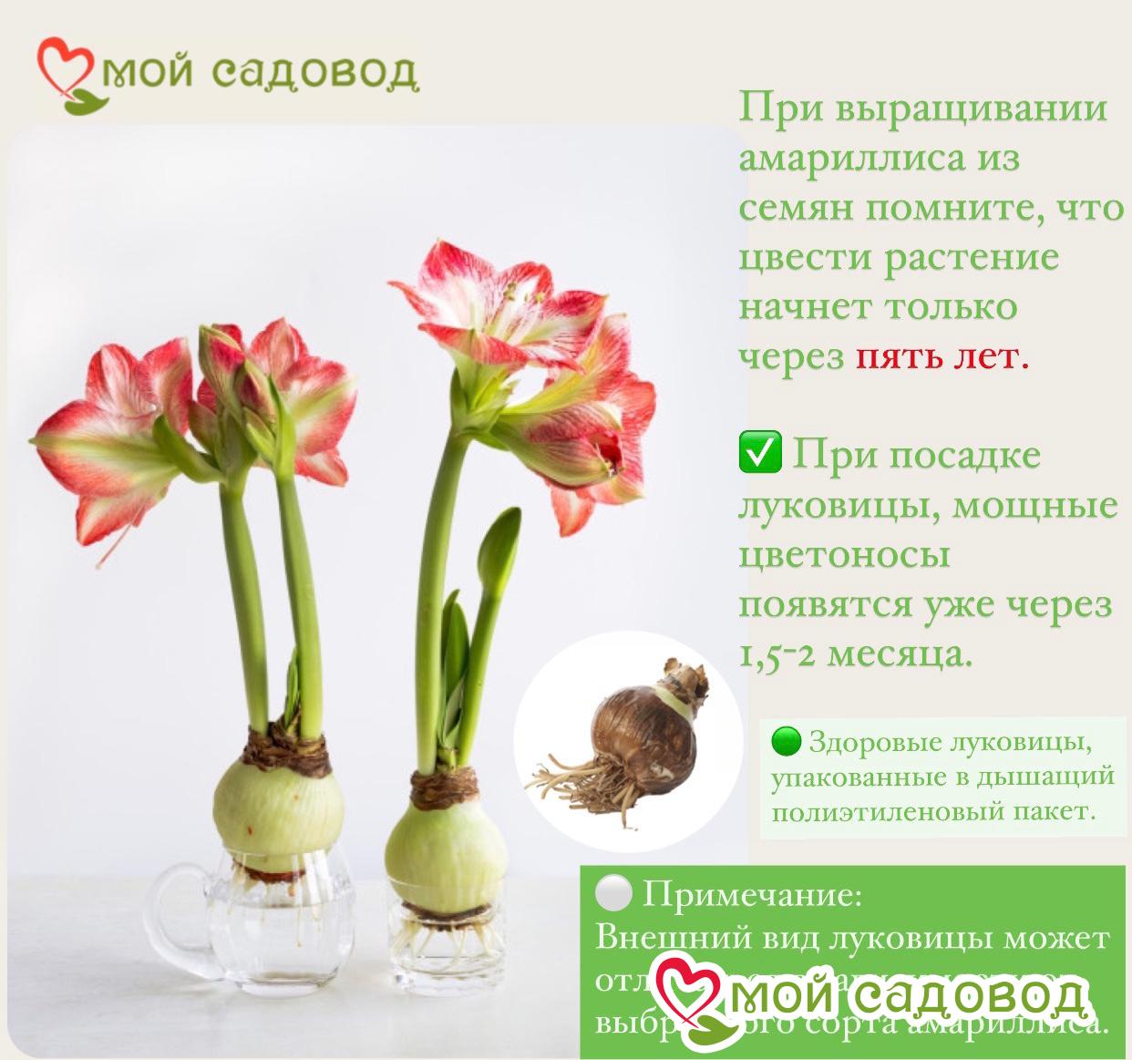 Гиппеаструм Сантьяго