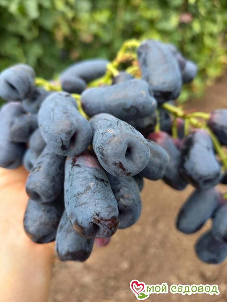 Виноград Аватар