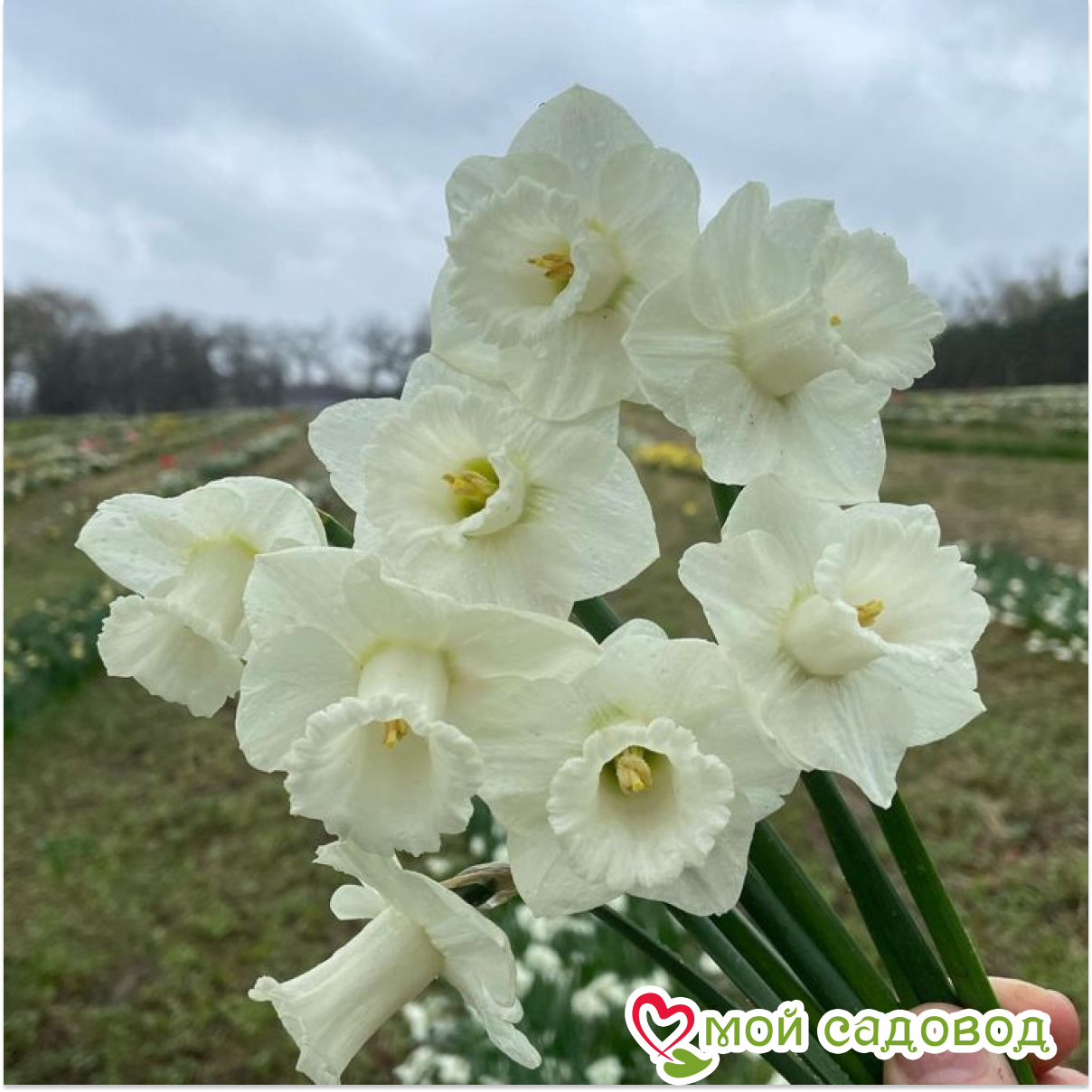 Нарцисс Маунт Худ крупнокорончатый